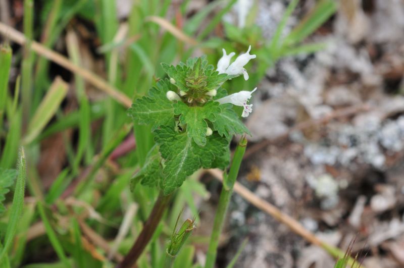 Lamium bifidum